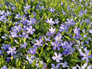 Vinca minor - Kleinblättriges Immergrün